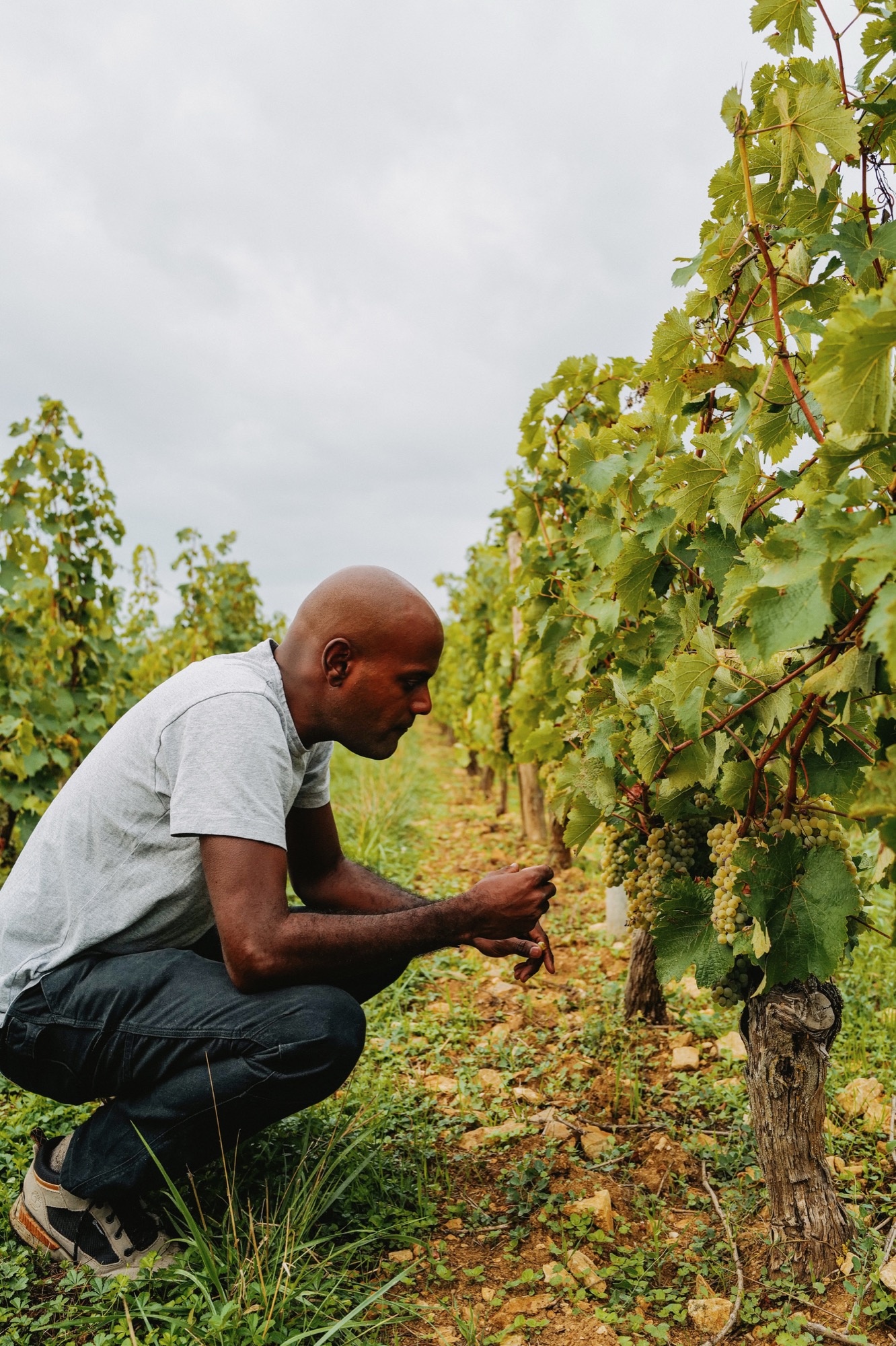 Pascal dans les vignes